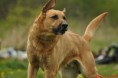 /album/krizenec-ridgeback-dino/dsc-0027-jpg1/