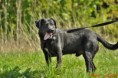/album/krizenec-labradorskeho-retrivra-barry/dsc-0038-jpg2/