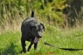/album/krizenec-labradorskeho-retrivra-barry/dsc-0039-jpg1/